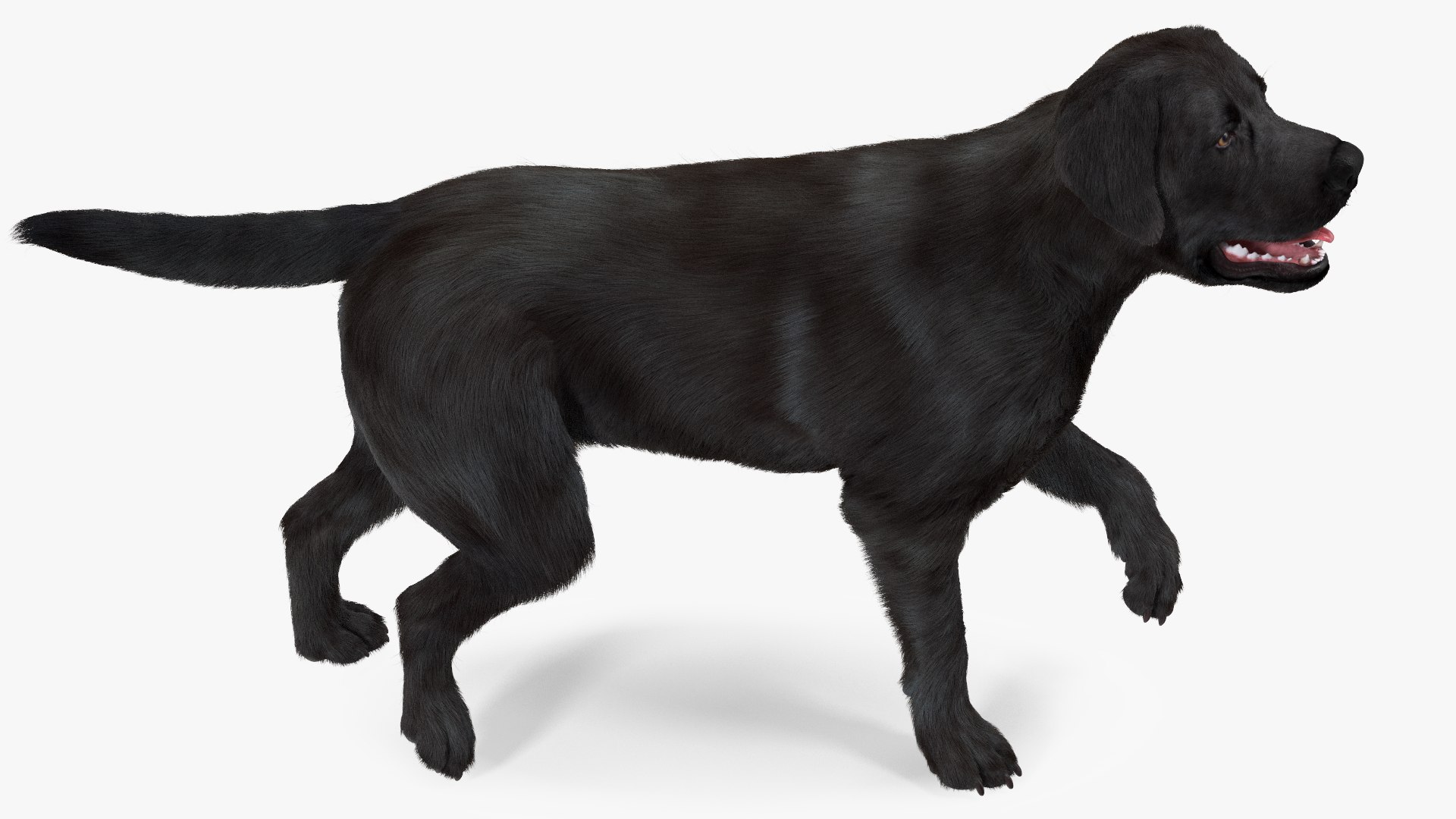 3D Labrador Dog Black Rigged Fur https://p.turbosquid.com/ts-thumb/ct/SXoM1C/mD/labradordogblackriggedfur3dsmodel007/jpg/1638618102/1920x1080/fit_q87/1c63d6f07c16e30f4a1dbb25faccada3eedcef51/labradordogblackriggedfur3dsmodel007.jpg