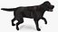 Perro Labrador Piel aparejada negra