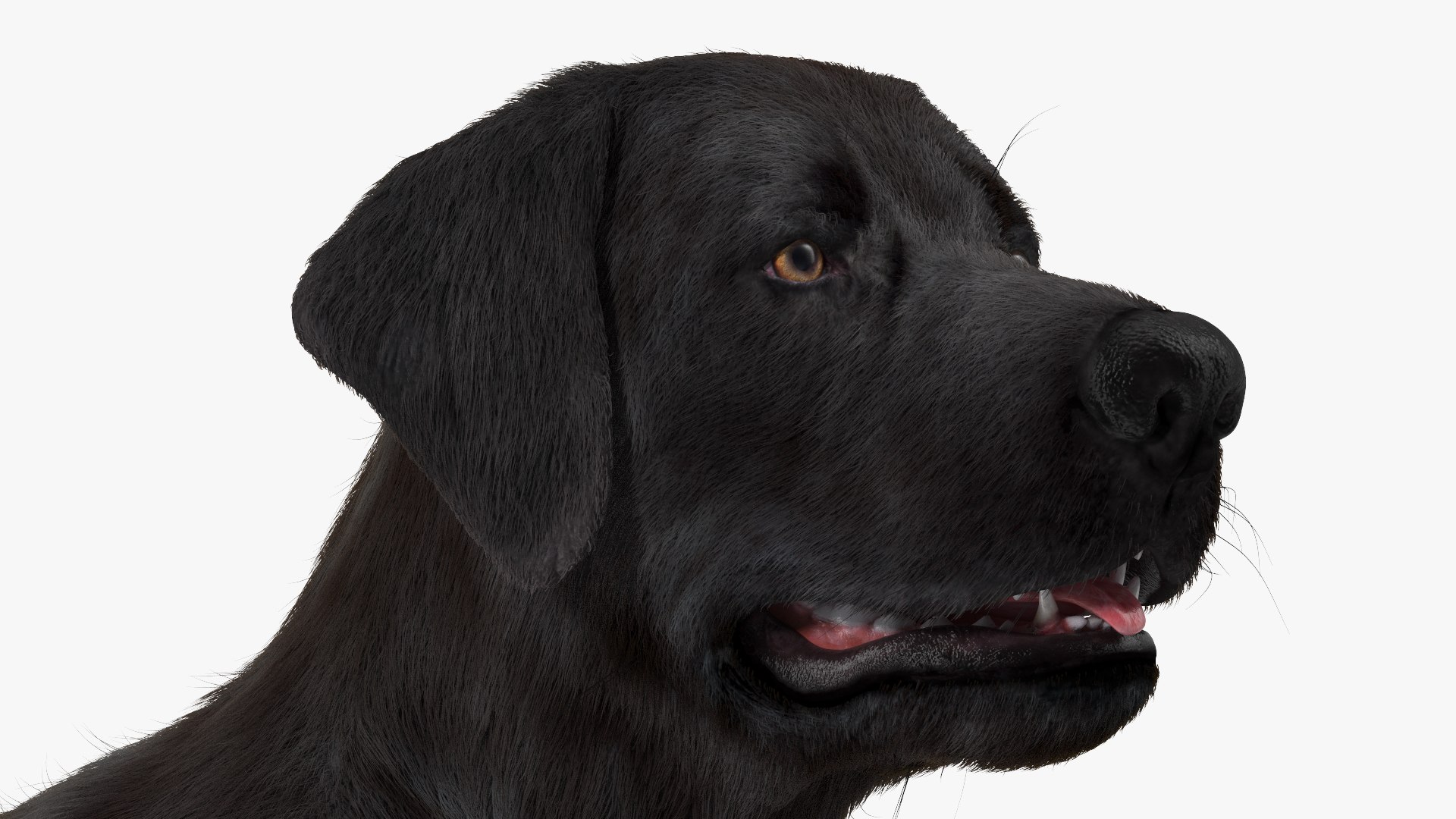 3D Labrador Dog Black Rigged Fur https://p.turbosquid.com/ts-thumb/ct/SXoM1C/pd/labradordogblackriggedfur3dsmodel016/jpg/1638618130/1920x1080/fit_q87/ade588d3573d4d4fd0195d7af7e25b6d9d1d364f/labradordogblackriggedfur3dsmodel016.jpg