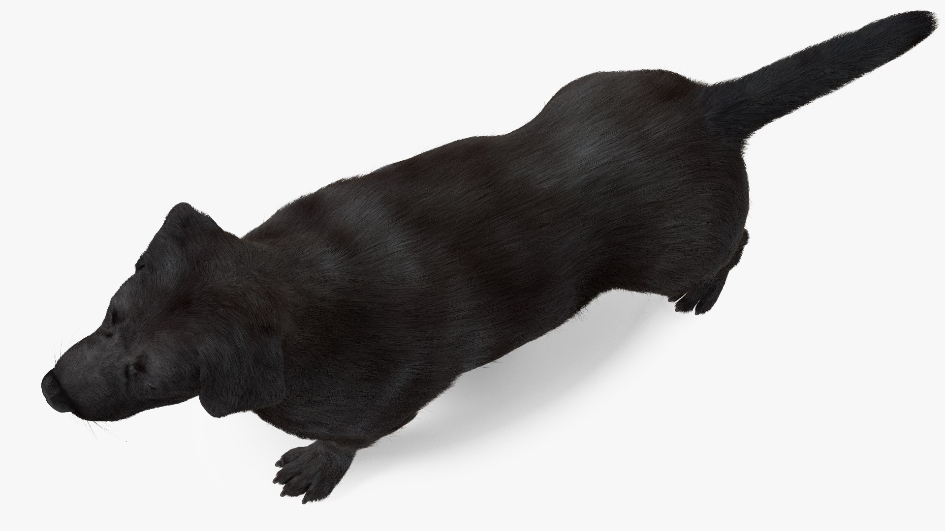 3D Labrador Dog Black Rigged Fur https://p.turbosquid.com/ts-thumb/ct/SXoM1C/rD/labradordogblackriggedfur3dsmodel013/jpg/1638618119/1920x1080/fit_q87/ddf9a62dcd3fb5e2769a92f0cd2843e2e7d57784/labradordogblackriggedfur3dsmodel013.jpg