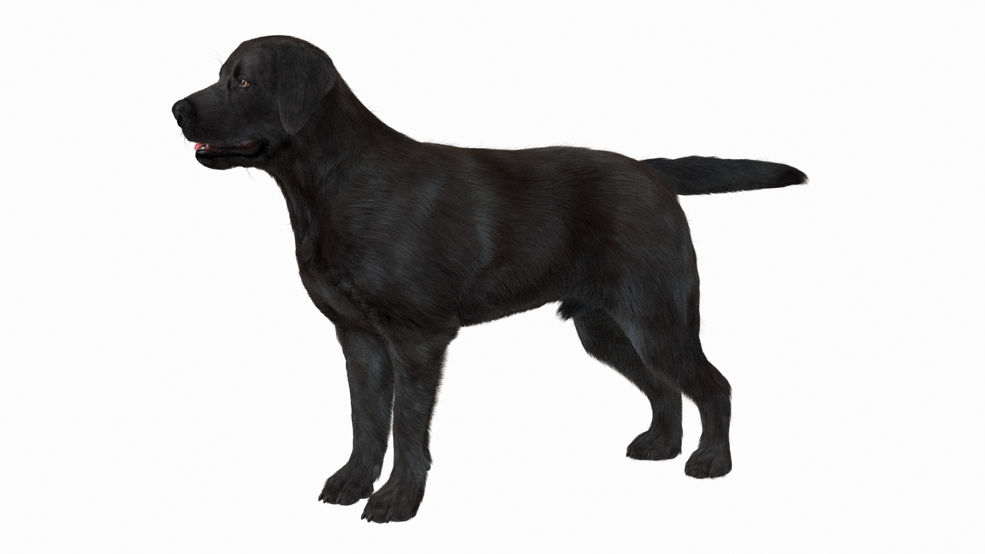 3D Labrador Dog Black Rigged Fur https://p.turbosquid.com/ts-thumb/ct/SXoM1C/wN/labrador_dog_black_rigged_fur_361/jpg/1638618342/1920x1080/turn_fit_q99/545685cb76f3e9f6fd5131f9ea6896d7352c0939/labrador_dog_black_rigged_fur_361-1.jpg