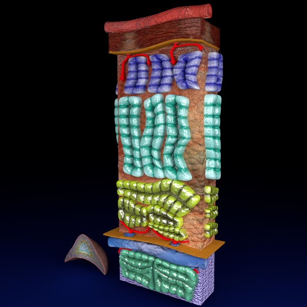 3D adrenal gland gross microscopic