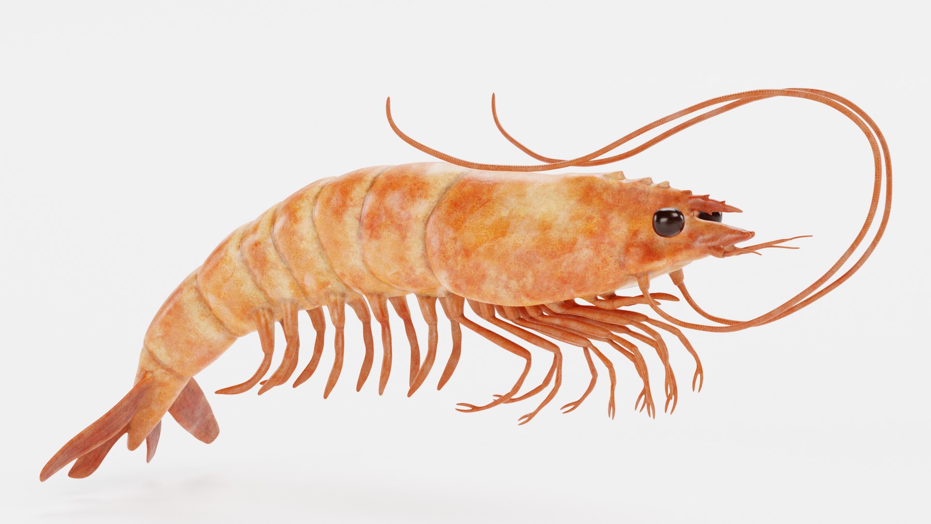 Crustacean 3D model https://p.turbosquid.com/ts-thumb/ct/URv5f7/3I/crustaceanm/png/1620207118/1920x1080/fit_q87/7a379904aa2627f0bcb9af605414b3fc3442b053/crustaceanm.jpg