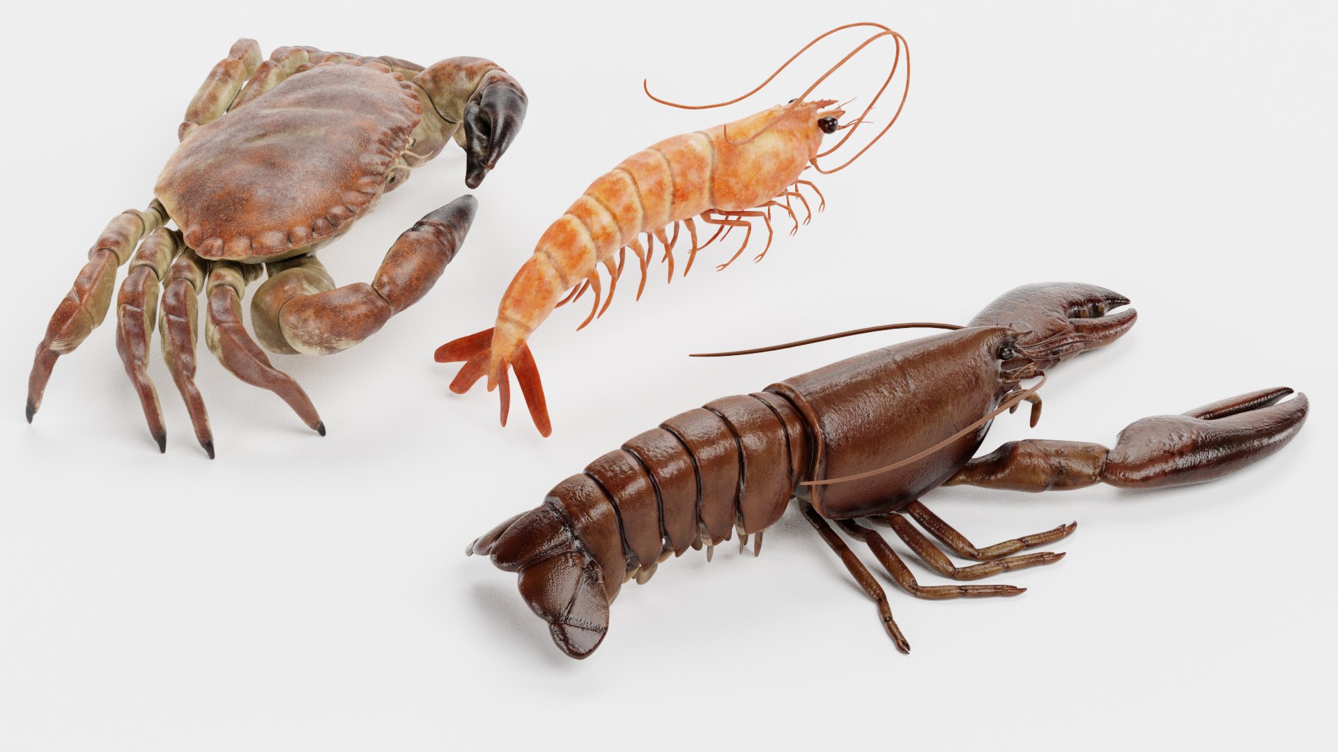 Crustacean 3D Model - TurboSquid 1728654