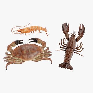 Crustacean 3D model