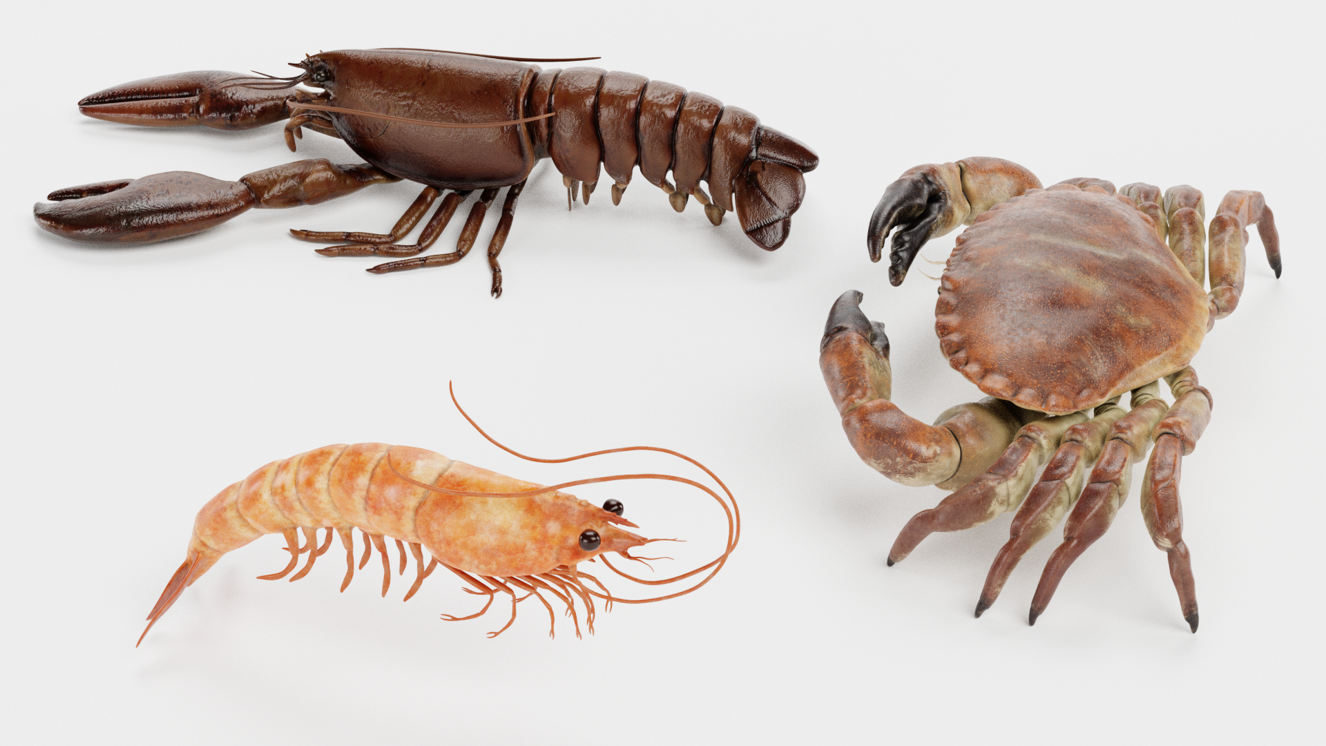 Crustacean 3D model - TurboSquid 1728654