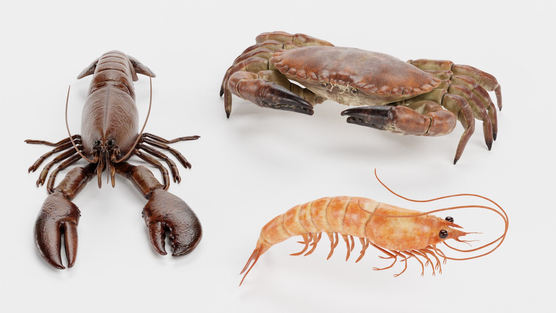 Crustacean 3D Model - TurboSquid 1728654