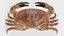 Crustacean