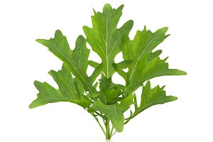 arugula bush 3D model