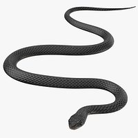 Black Snake 01