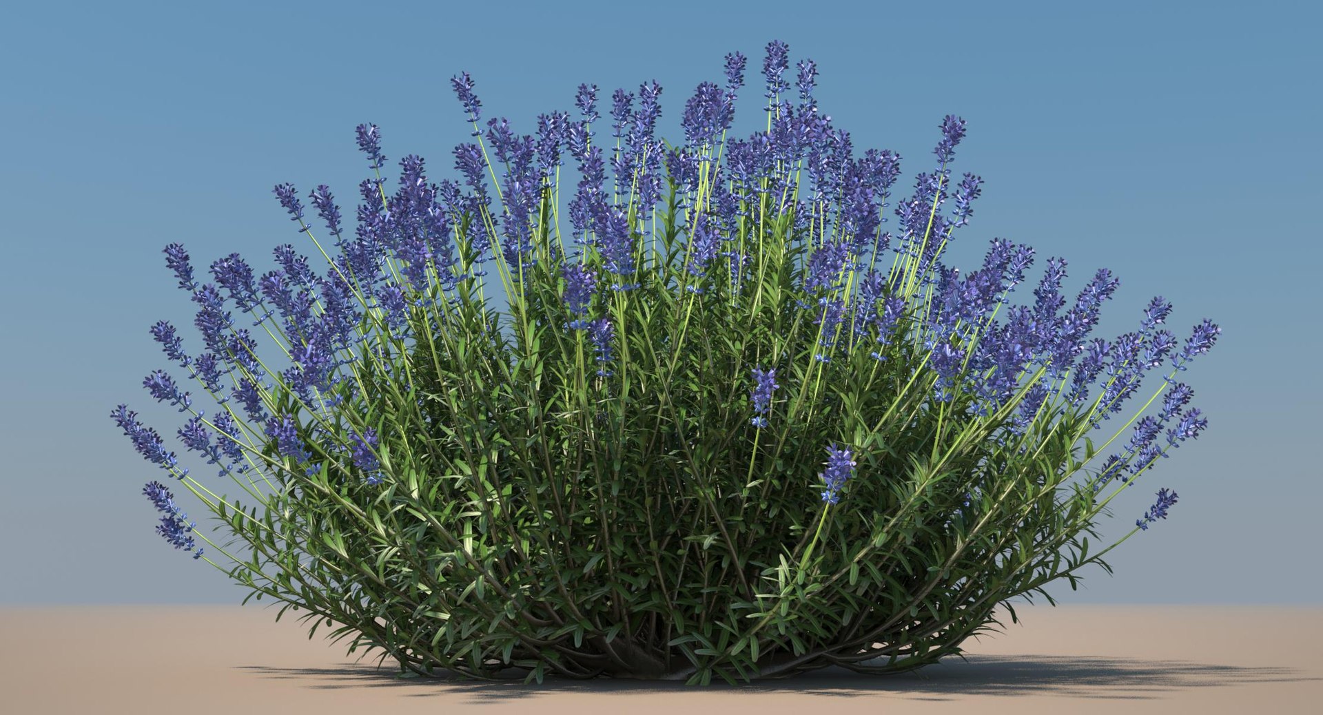 Lavender plant model - TurboSquid 1152870