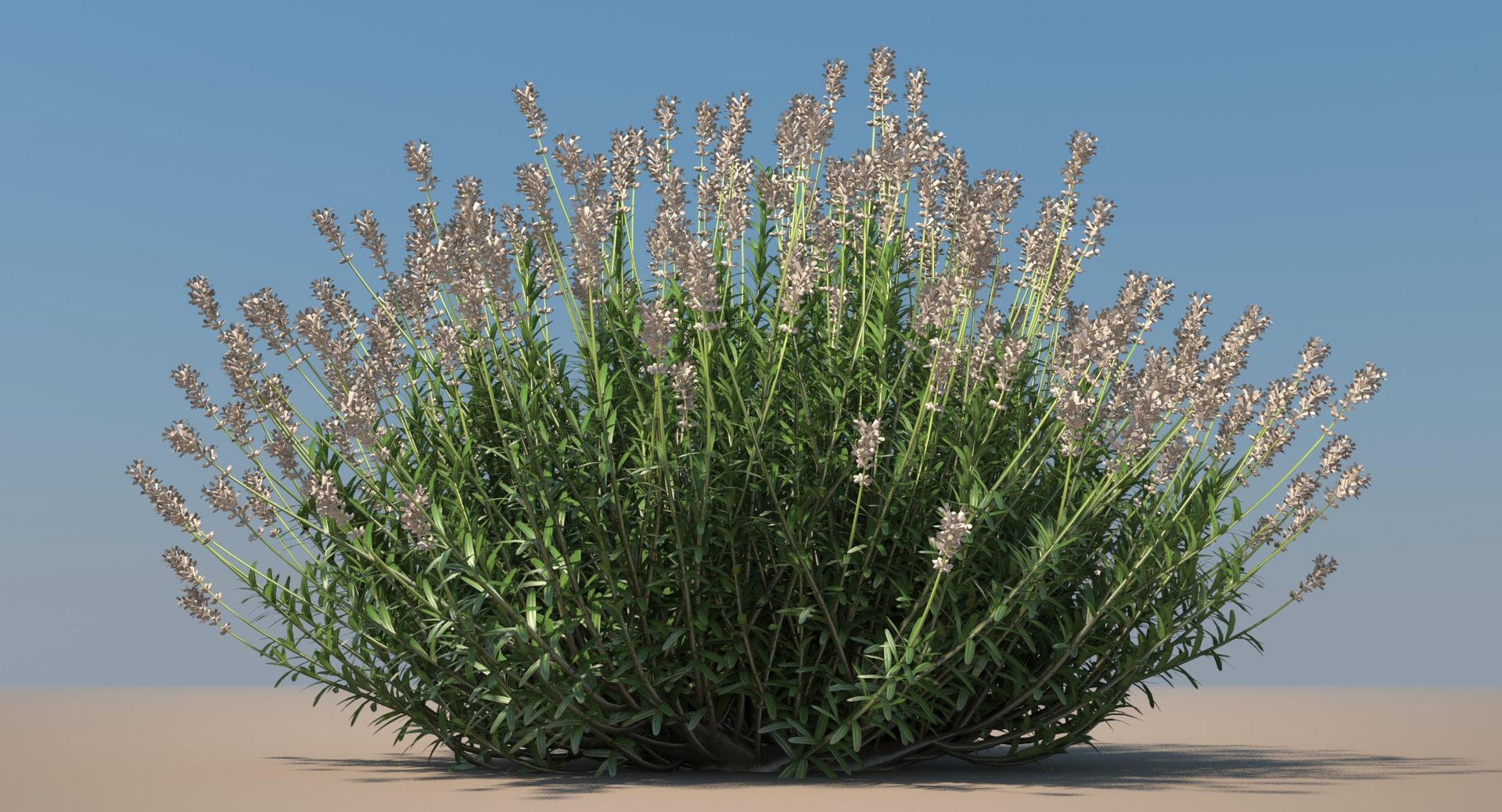 Lavender plant model - TurboSquid 1152870