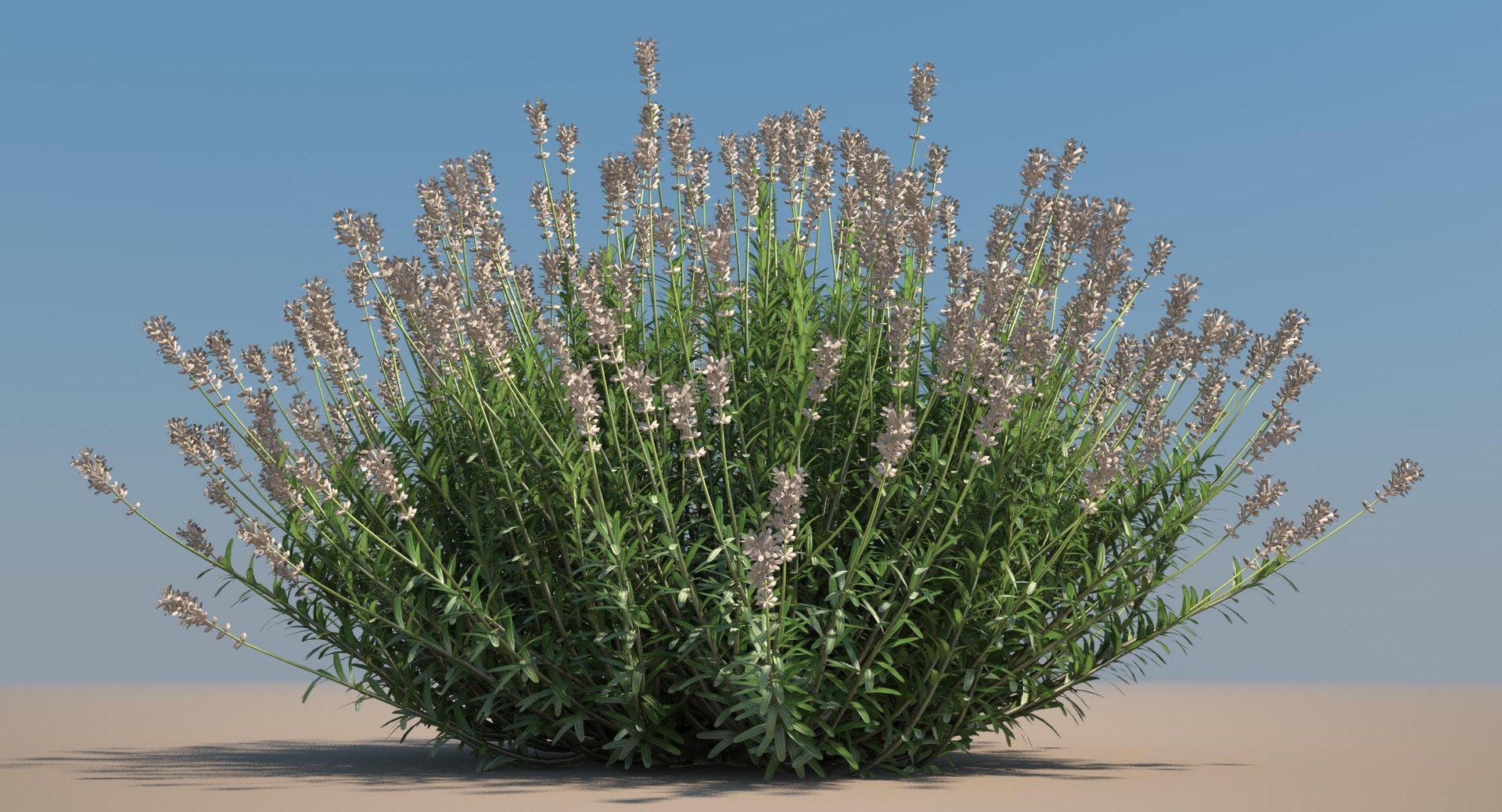 Lavender plant model - TurboSquid 1152870