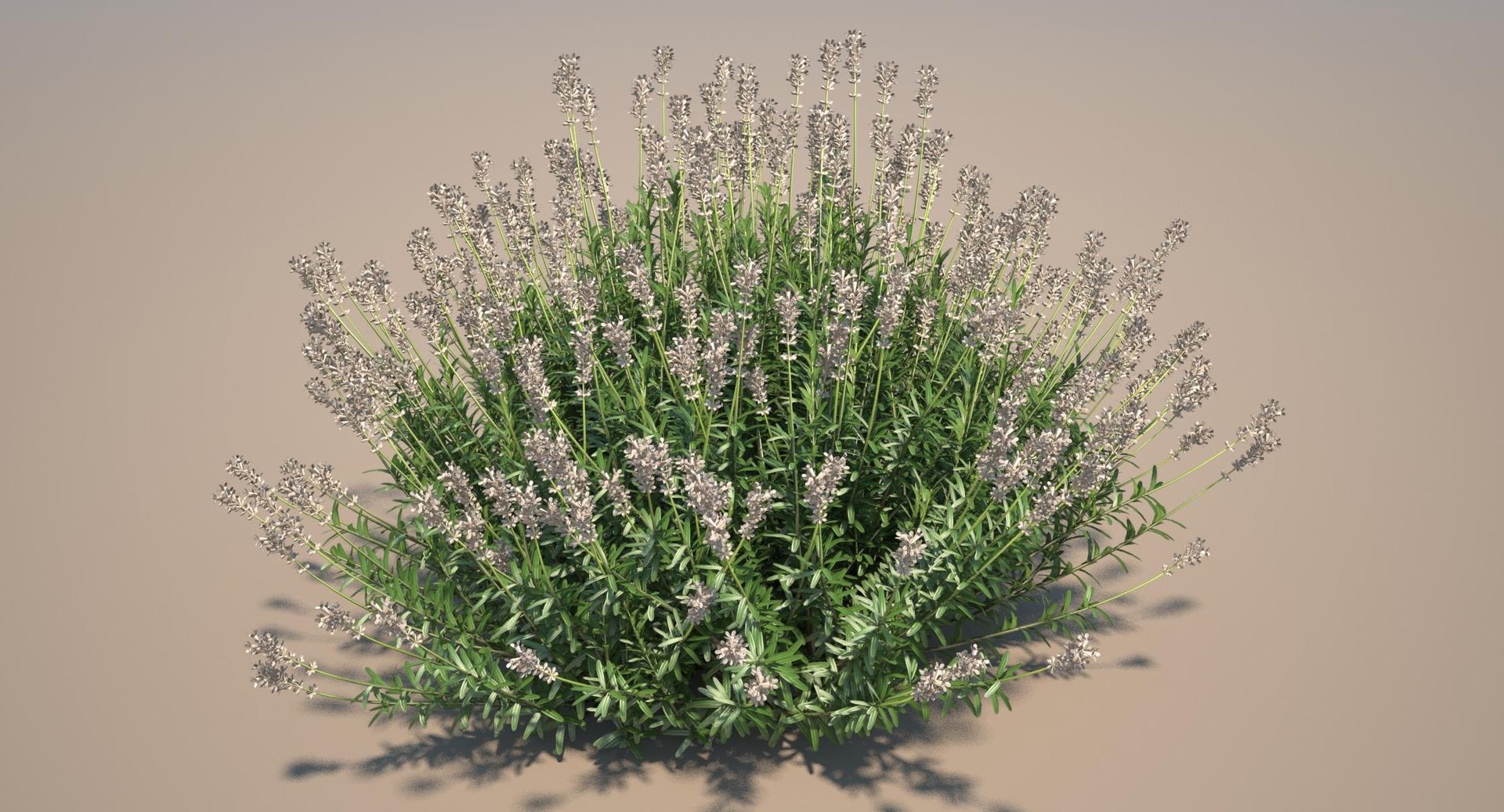 Lavender plant model - TurboSquid 1152870