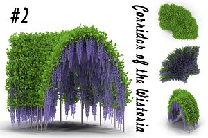 Wisteria Corridor#2