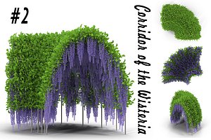 Wisteria Corridor#2
