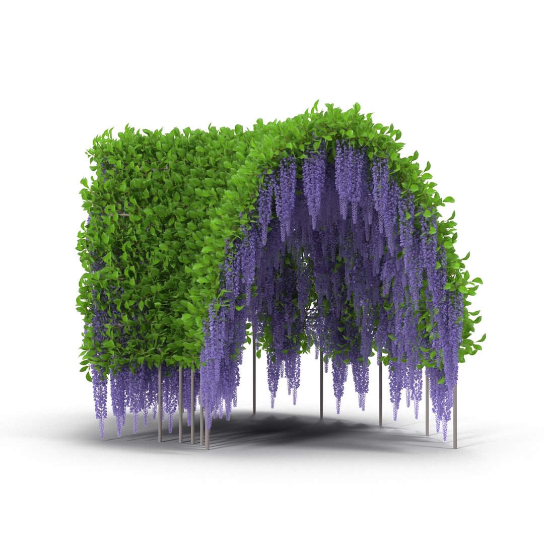 3d model wisteria corridor flowering https://p.turbosquid.com/ts-thumb/cu/F7KnmJ/KfUXbckj/1/jpg/1489478251/1920x1080/fit_q87/f631eafa6454f51aced592135ffe378142a19cf3/1.jpg