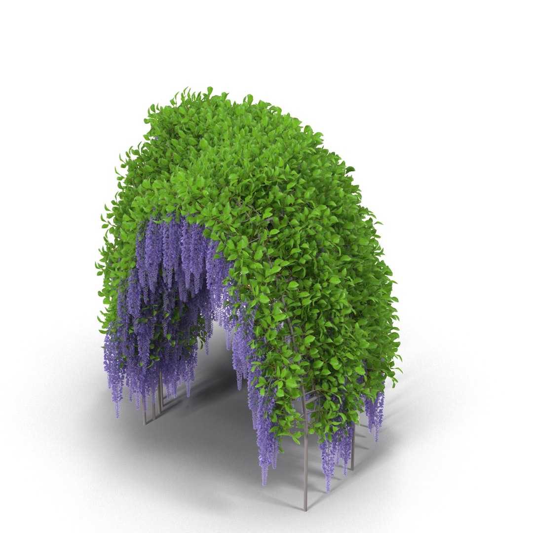 3d model wisteria corridor flowering https://p.turbosquid.com/ts-thumb/cu/F7KnmJ/rfQZJa0p/3/jpg/1489478251/1920x1080/fit_q87/4eeb525d44d203eb61471908524bea8c4531d721/3.jpg