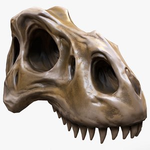 Fossil Bones Skulls