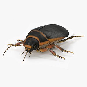 Water Beetle Brown Realistic 3D model