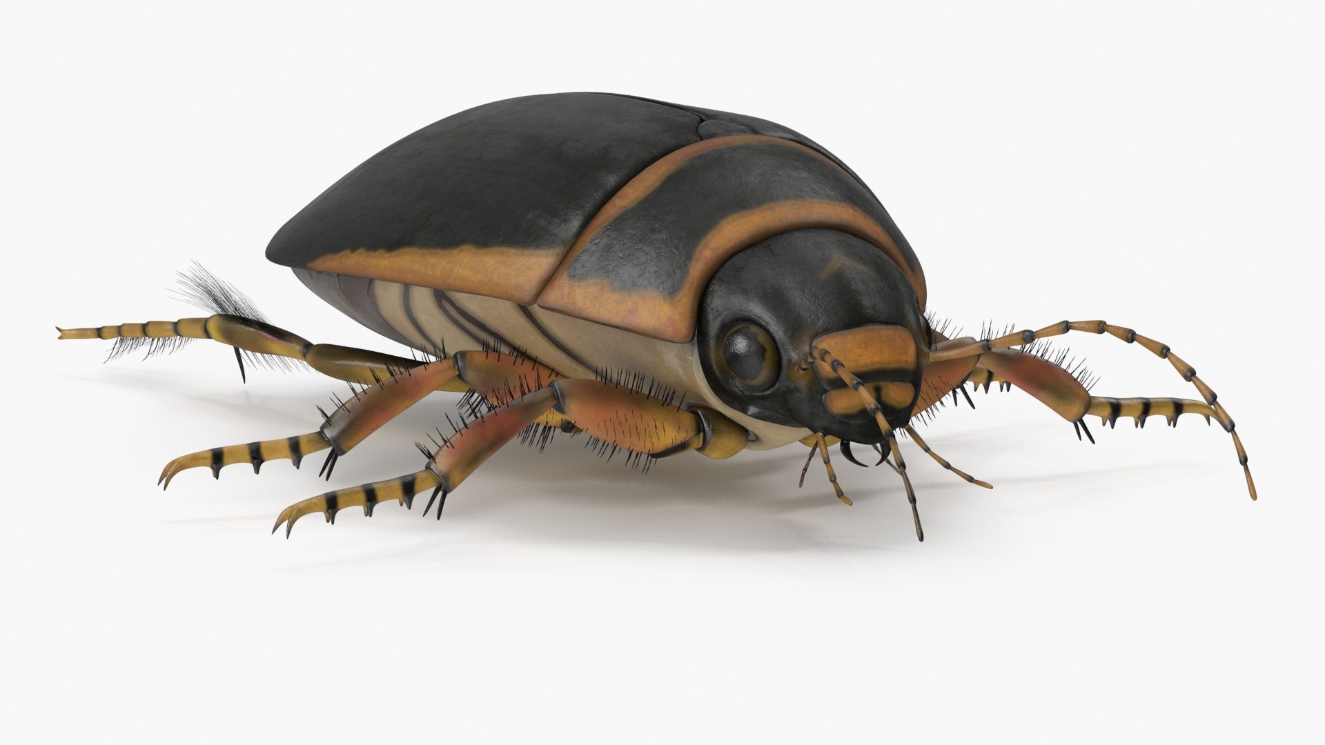 Water Beetle Brown Realistic 3D model preview