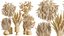 Set di piante da interno AV 481 Palma Pachira Sansevieria Ficus Olivo