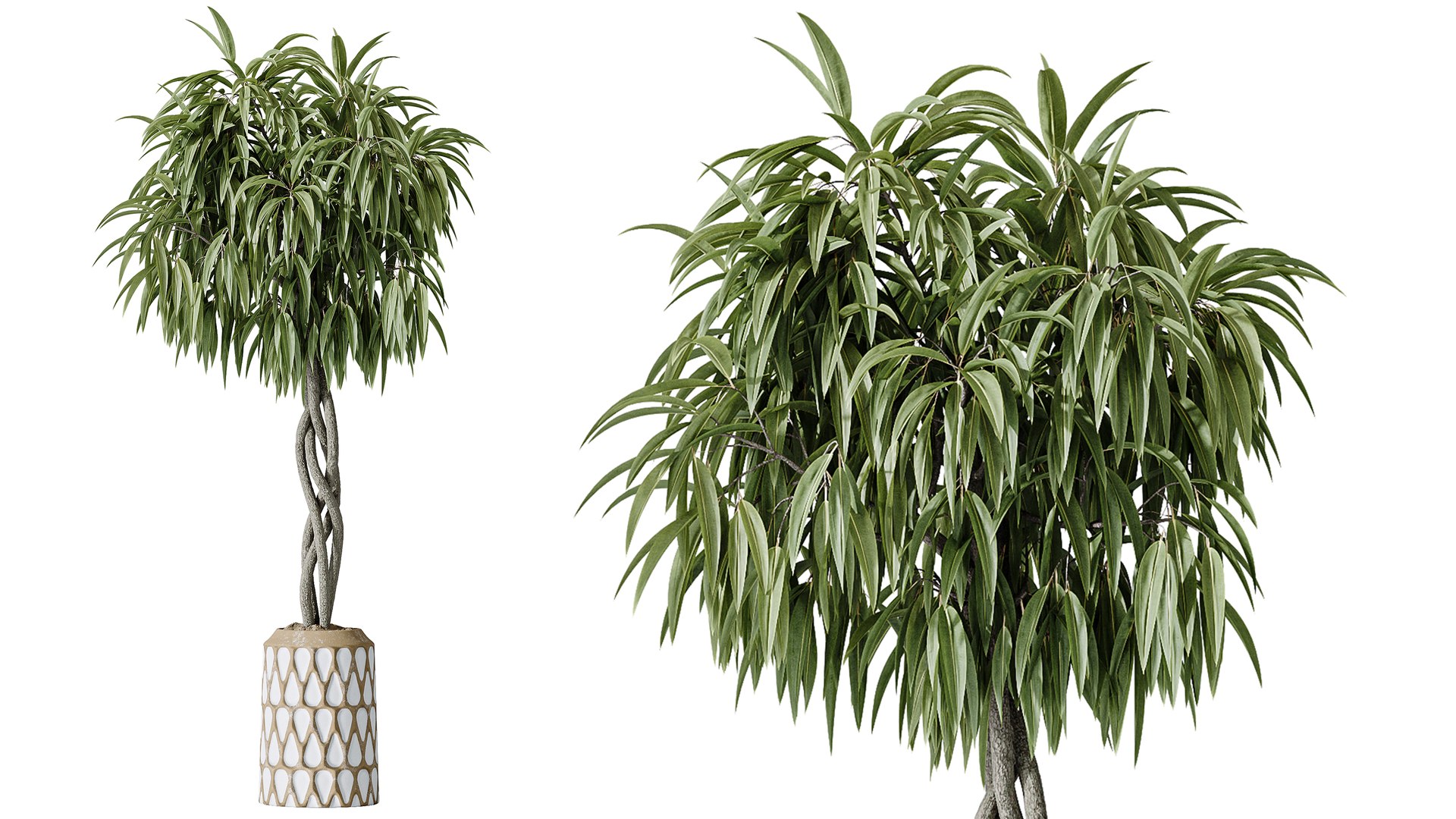 AV Indoor Plants Set 481 Palm Pachira Sansevieria Ficus Olive model https://p.turbosquid.com/ts-thumb/cu/YFjOke/Gf/04/png/1783420118/1920x1080/fit_q87/1d950062cff020f4da6b2cce6aa156f4ac52f9d1/04.jpg
