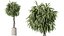 Set di piante da interno AV 481 Palma Pachira Sansevieria Ficus Olivo