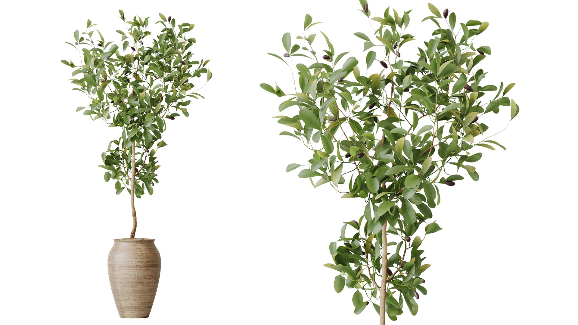 AV Indoor Plants Set 481 Palm Pachira Sansevieria Ficus Olive model https://p.turbosquid.com/ts-thumb/cu/YFjOke/JR/03/png/1783420117/1920x1080/fit_q87/71ed9ae977b9eb3466124eb86e5bdda20089f8d8/03.jpg