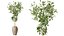 Set di piante da interno AV 481 Palma Pachira Sansevieria Ficus Olivo