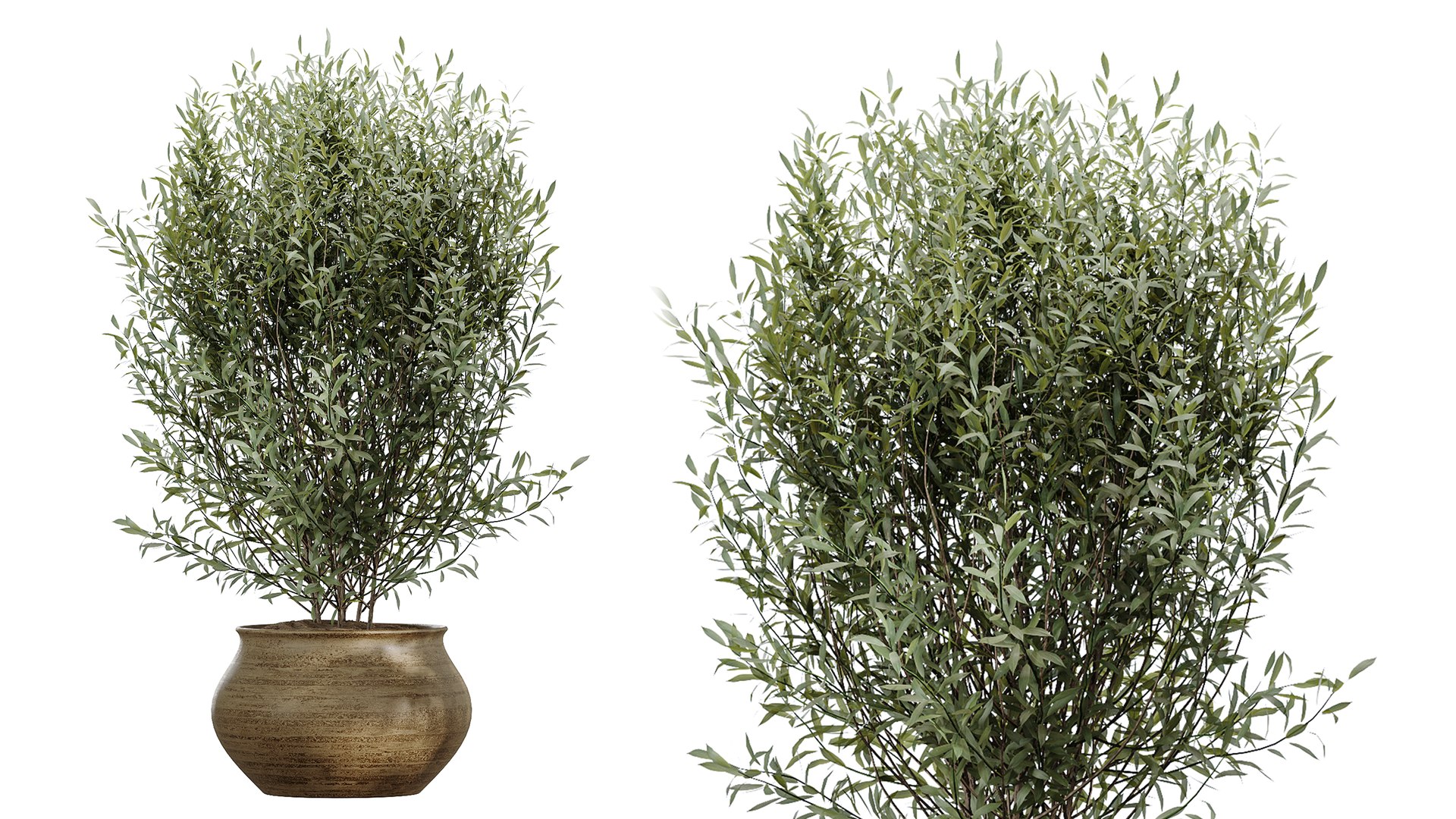 AV Indoor Plants Set 481 Palm Pachira Sansevieria Ficus Olive model https://p.turbosquid.com/ts-thumb/cu/YFjOke/Zw/06/png/1783420120/1920x1080/fit_q87/653654123f8db8e087059abb908c696aa4b0a4a8/06.jpg