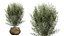 Set di piante da interno AV 481 Palma Pachira Sansevieria Ficus Olivo