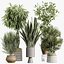 Set di piante da interno AV 481 Palma Pachira Sansevieria Ficus Olivo
