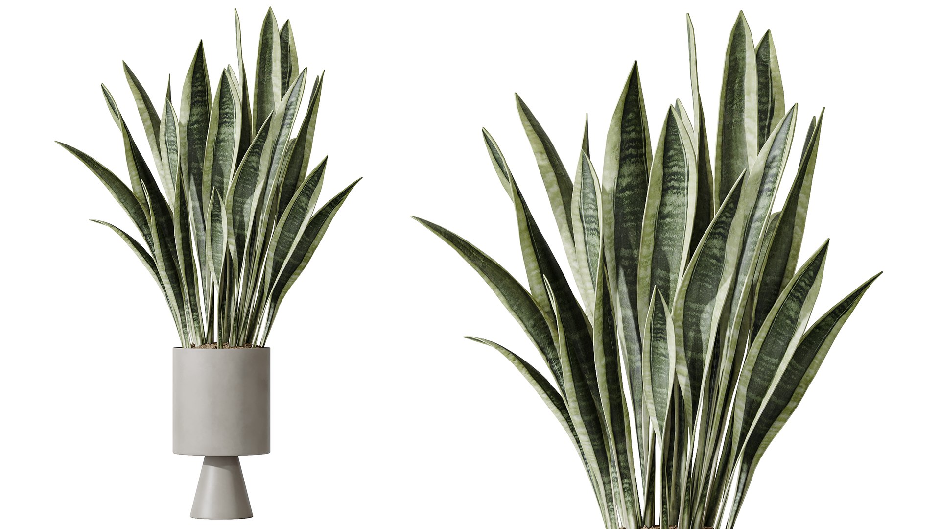 AV Indoor Plants Set 481 Palm Pachira Sansevieria Ficus Olive model https://p.turbosquid.com/ts-thumb/cu/YFjOke/ws/05/png/1783420118/1920x1080/fit_q87/ecaa64b9e67ae9b35127b1e244061fea55b379fa/05.jpg