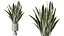 Set di piante da interno AV 481 Palma Pachira Sansevieria Ficus Olivo
