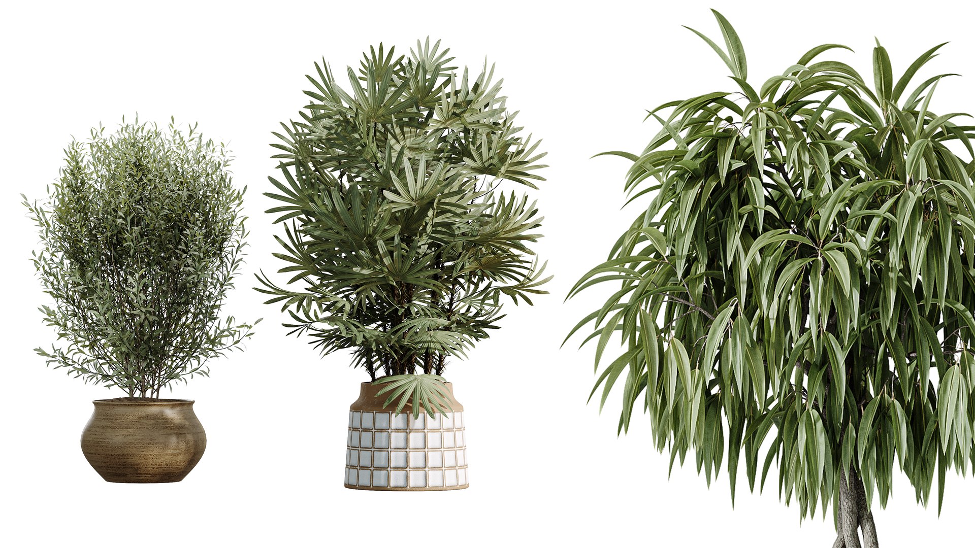 AV Indoor Plants Set 481 Palm Pachira Sansevieria Ficus Olive model https://p.turbosquid.com/ts-thumb/cu/YFjOke/xG/08/png/1783420120/1920x1080/fit_q87/14b1023345fc262000542b9352a291f906649b4b/08.jpg