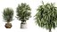 Set di piante da interno AV 481 Palma Pachira Sansevieria Ficus Olivo