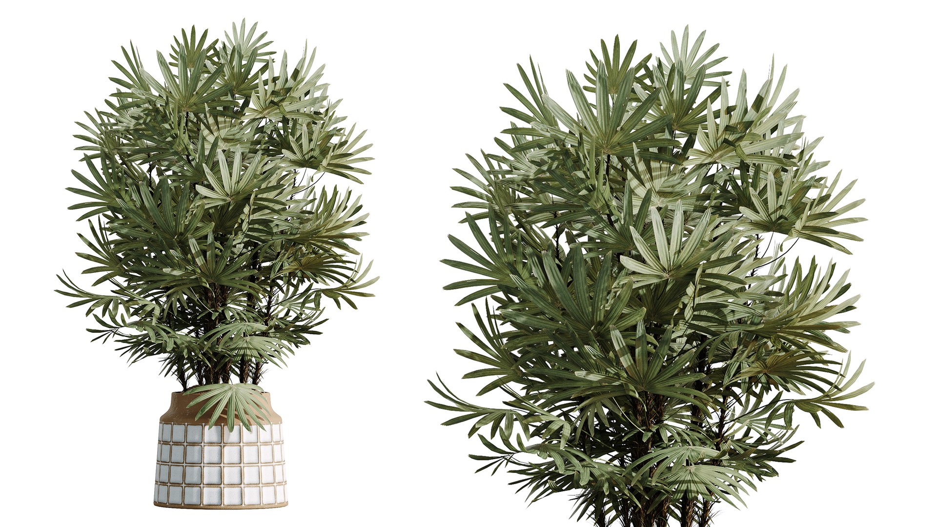 AV Indoor Plants Set 481 Palm Pachira Sansevieria Ficus Olive model https://p.turbosquid.com/ts-thumb/cu/YFjOke/yJ/02/png/1783420116/1920x1080/fit_q87/b423d0bf4a5f49ed2de280976e79367fe5a9affa/02.jpg
