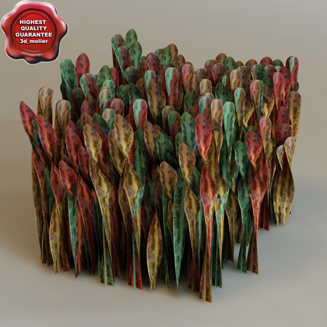 3d Model Codiaeum Variegatum Modelled