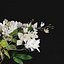 Gardenia-Cape Jasmine  Flower Bouquet Vase