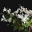Gardenia-Cape Jasmine  Flower Bouquet Vase