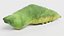 Old World Swallowtail Pupa Rigged