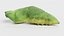 Old World Swallowtail Pupa Rigged