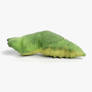 Old World Swallowtail Pupa Rigged