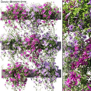 Clematis 02 3D model