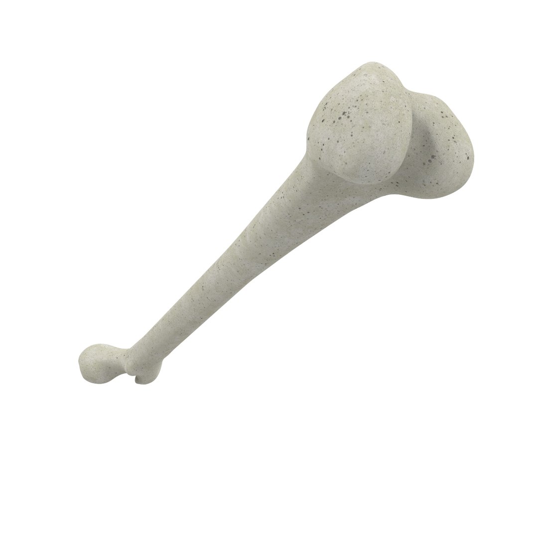 3d skeleton bones femur https://p.turbosquid.com/ts-thumb/cv/OgHifw/4IUbr5K0/untitled.715/jpg/1476656830/1920x1080/fit_q87/a537958c96c1d184575ecc244facaf66f73873f7/untitled.715.jpg