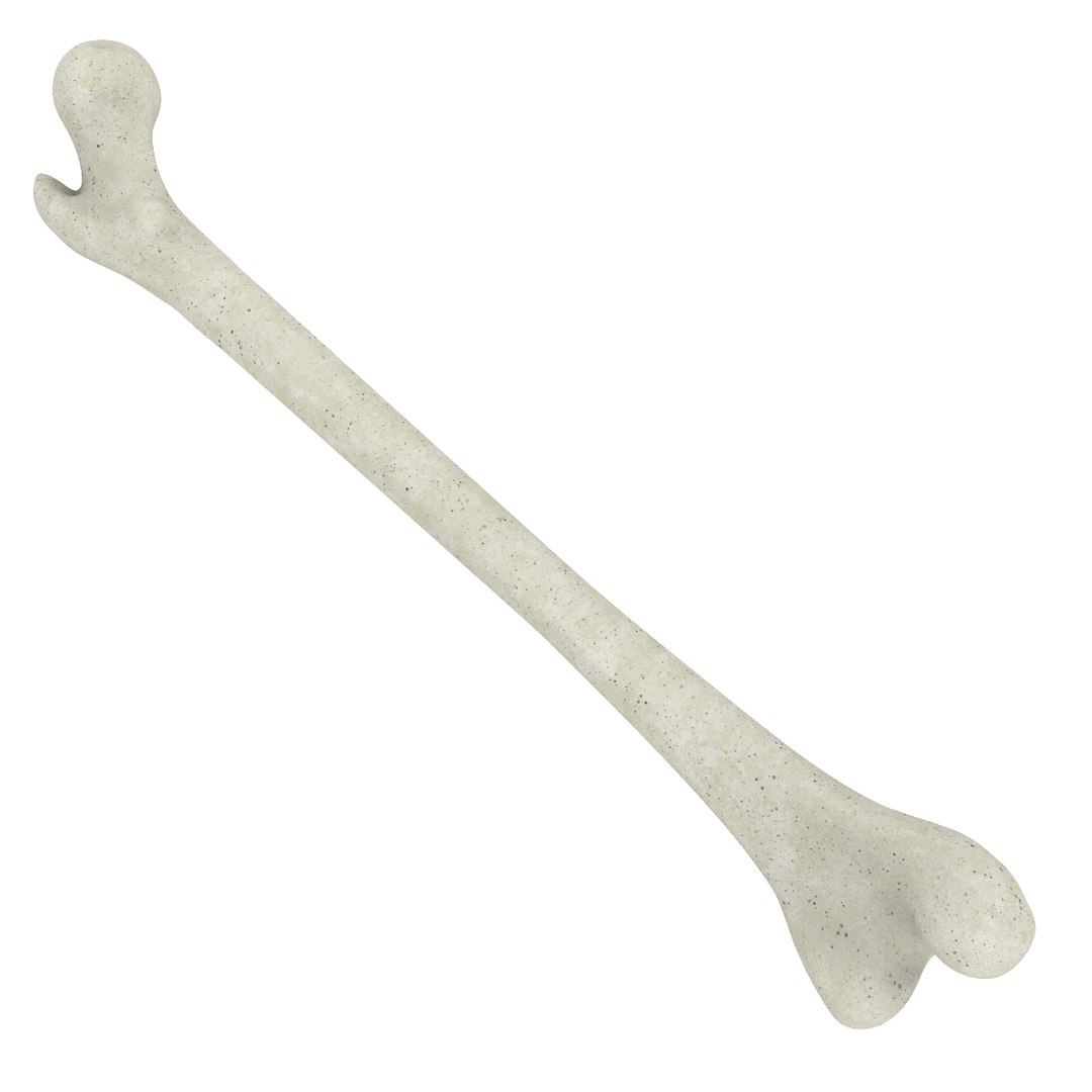 3d skeleton bones femur https://p.turbosquid.com/ts-thumb/cv/OgHifw/FU8Qr0ro/untitled.716/png/1476656830/1920x1080/fit_q87/e0e55068eb76e078fb939c95fbfec1582af0d62f/untitled.716.jpg
