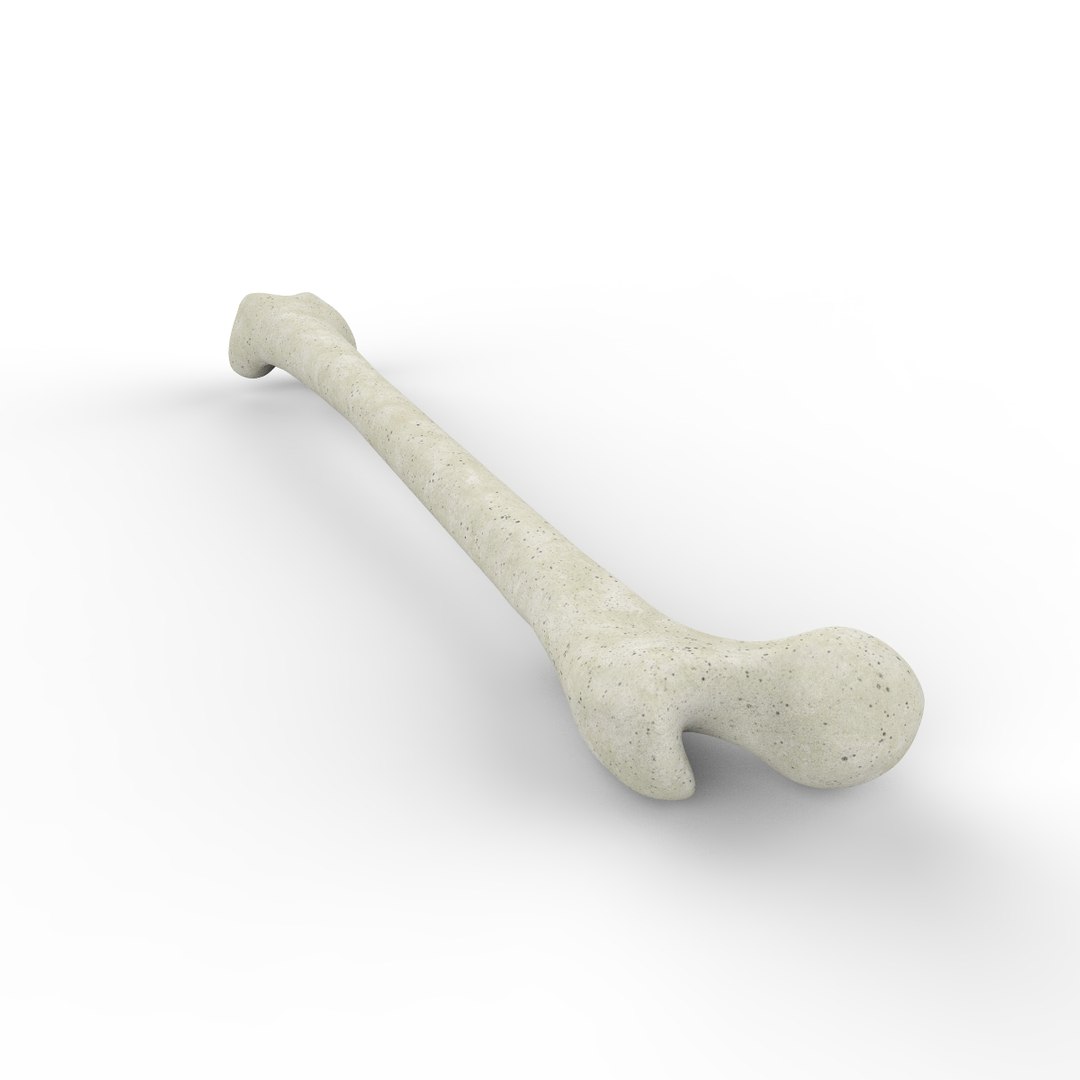 3d skeleton bones femur https://p.turbosquid.com/ts-thumb/cv/OgHifw/PFwHe8G2/untitled.713/jpg/1476656830/1920x1080/fit_q87/6ff51b404837303c3b84d3ac0b636a53f6bdcc93/untitled.713.jpg