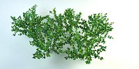 cranberry bluberry set vaccinium