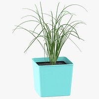 Chives Herb
